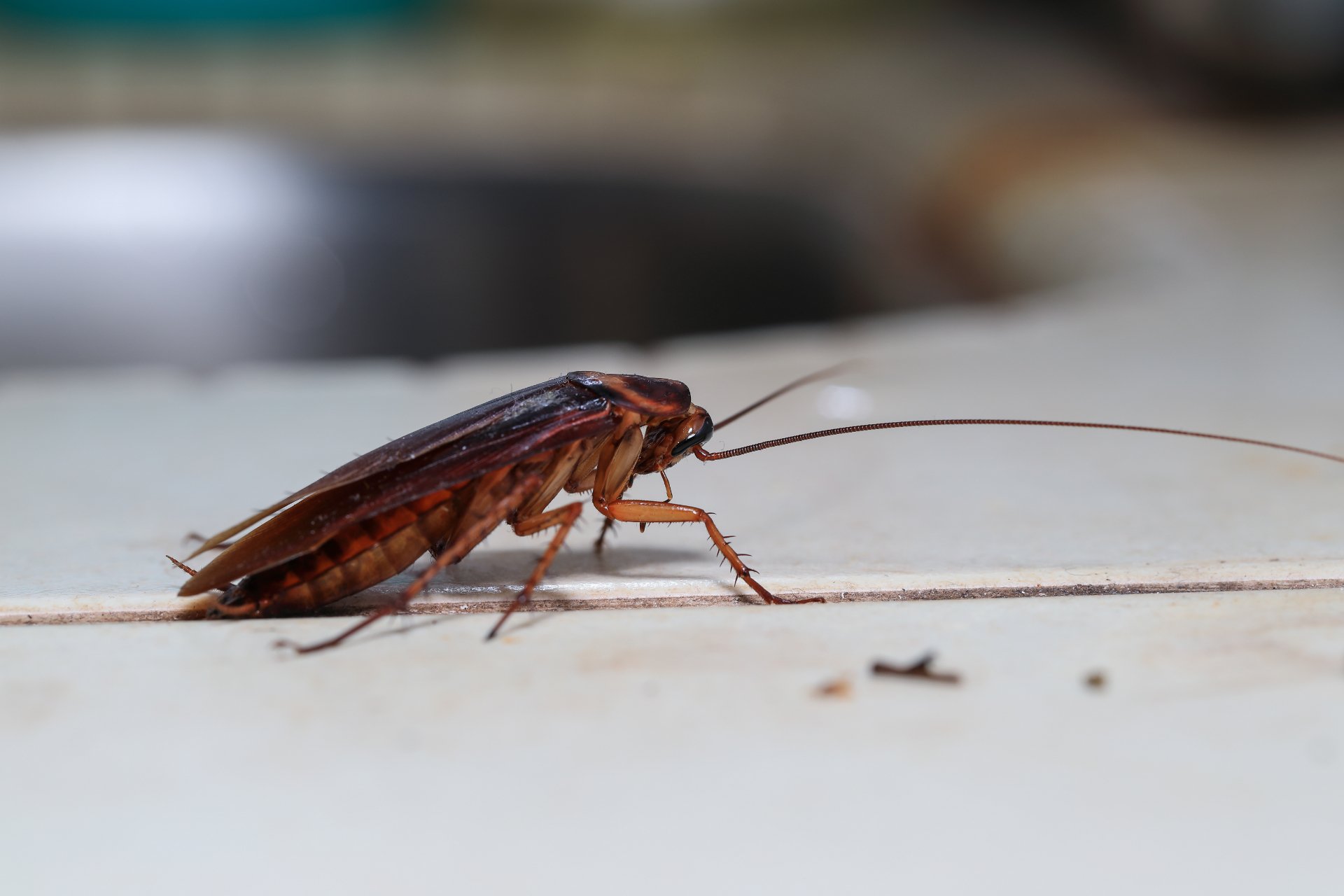 Cockroach